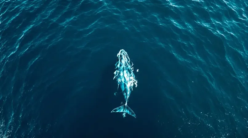 海洋 封面